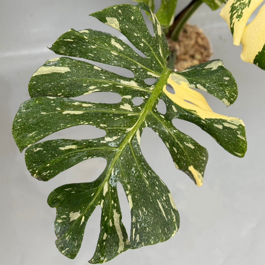 【タイナーセリー直売】モンステラ・デリシオーサ 'フィッシュボーン スペシャルパターン' 【送料着払い】【125】