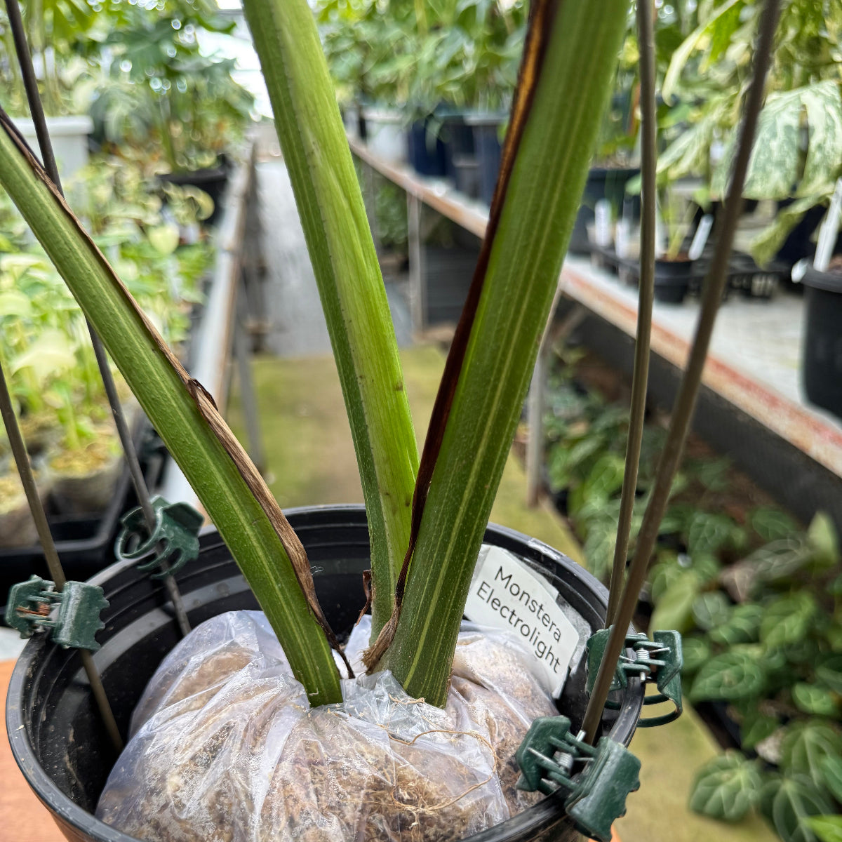 【コレクション】【予約販売】モンステラ デリシオーサ 'エレクトロライト'