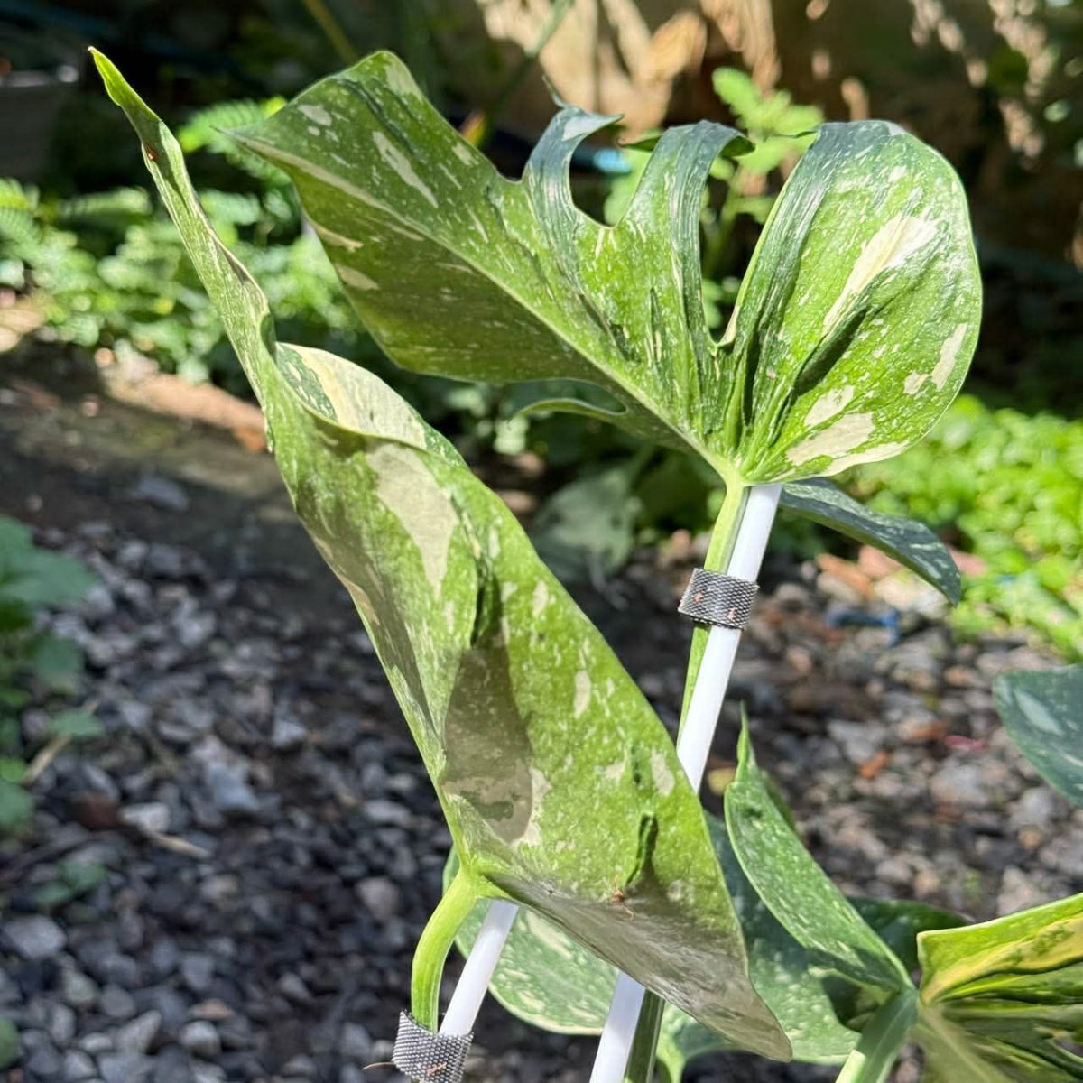 【Live販売】 34番 モンステラ・デリシオーサ メデューサ 5枚