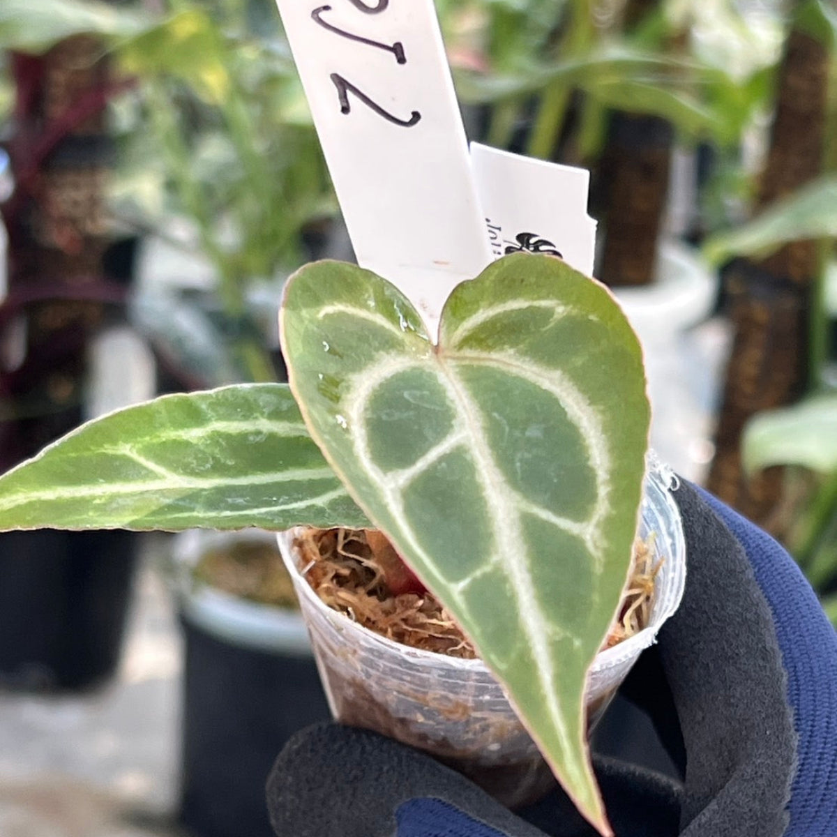 【選択可能】【選抜】アンスリウム Anthurium ‘Crystal Indo’ × ‘Red Crystal Tezula’