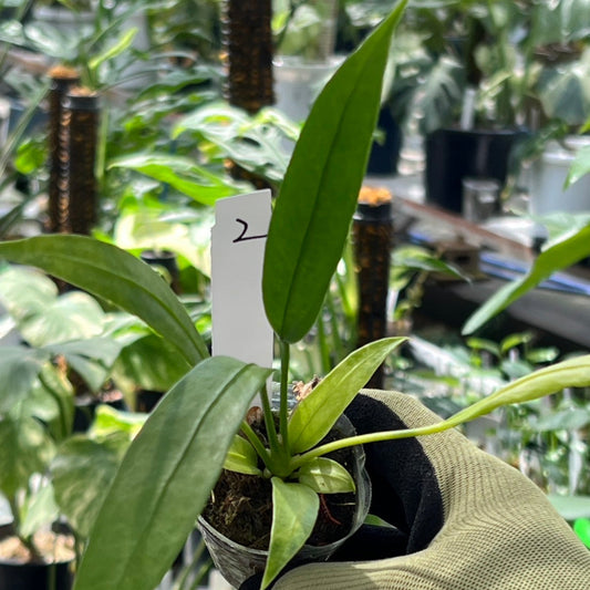 【新入荷】アンスリウム ビッタリフォリウム 斑入り 2号ポリポット