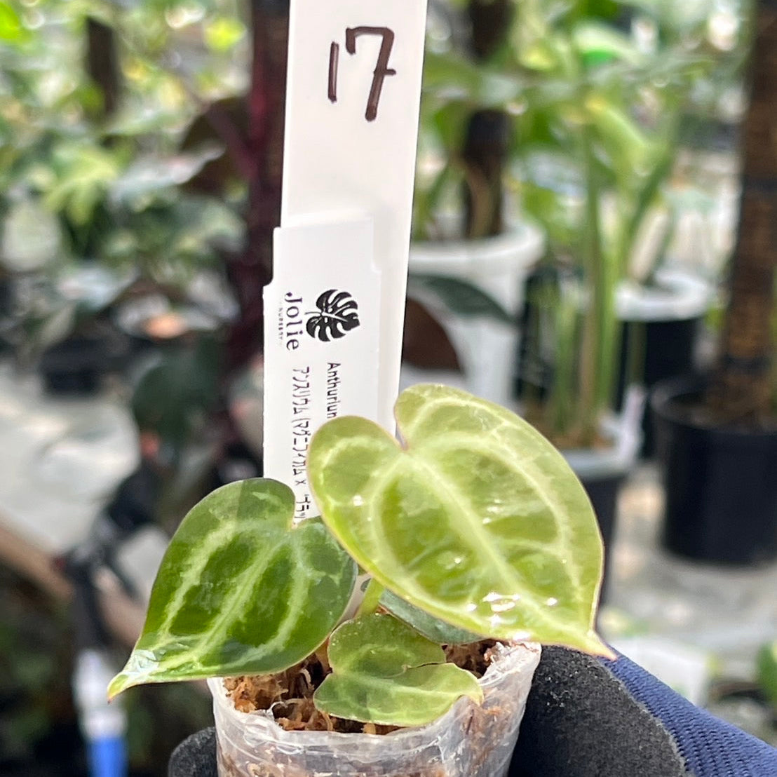 【選択可能】【選抜】アンスリウム Anthurium (magnificum × ‘Black Velvet’) × crystallinum × ‘Michelle’ F3