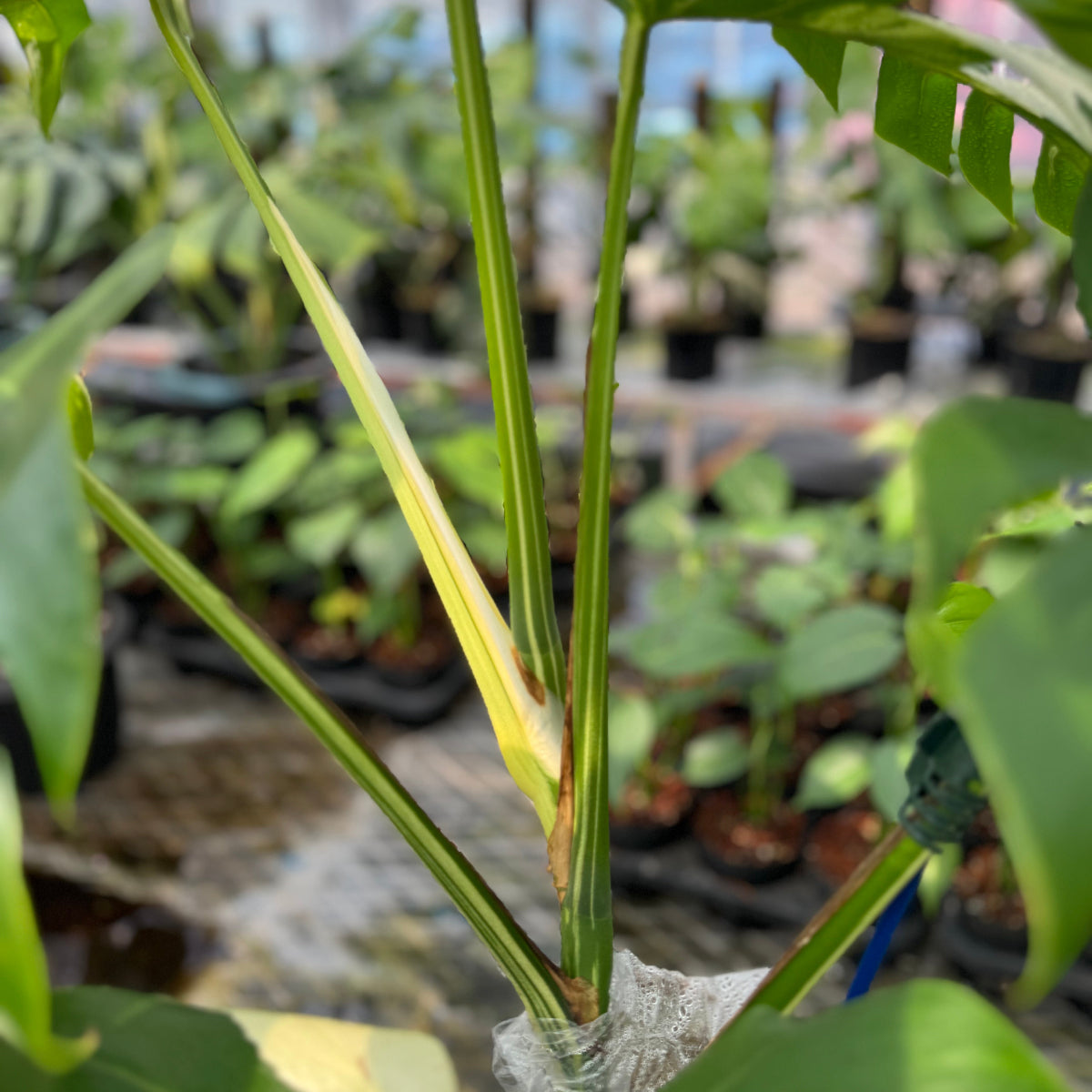 【コレクション】モンステラ 'ミント ブラジリアンフォーム' ①