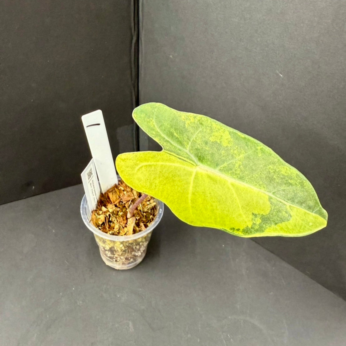 【超ポイントバック祭】 アロカシア RARE – 斑入り オーレア サンデリアナ プセウド その他観葉植物