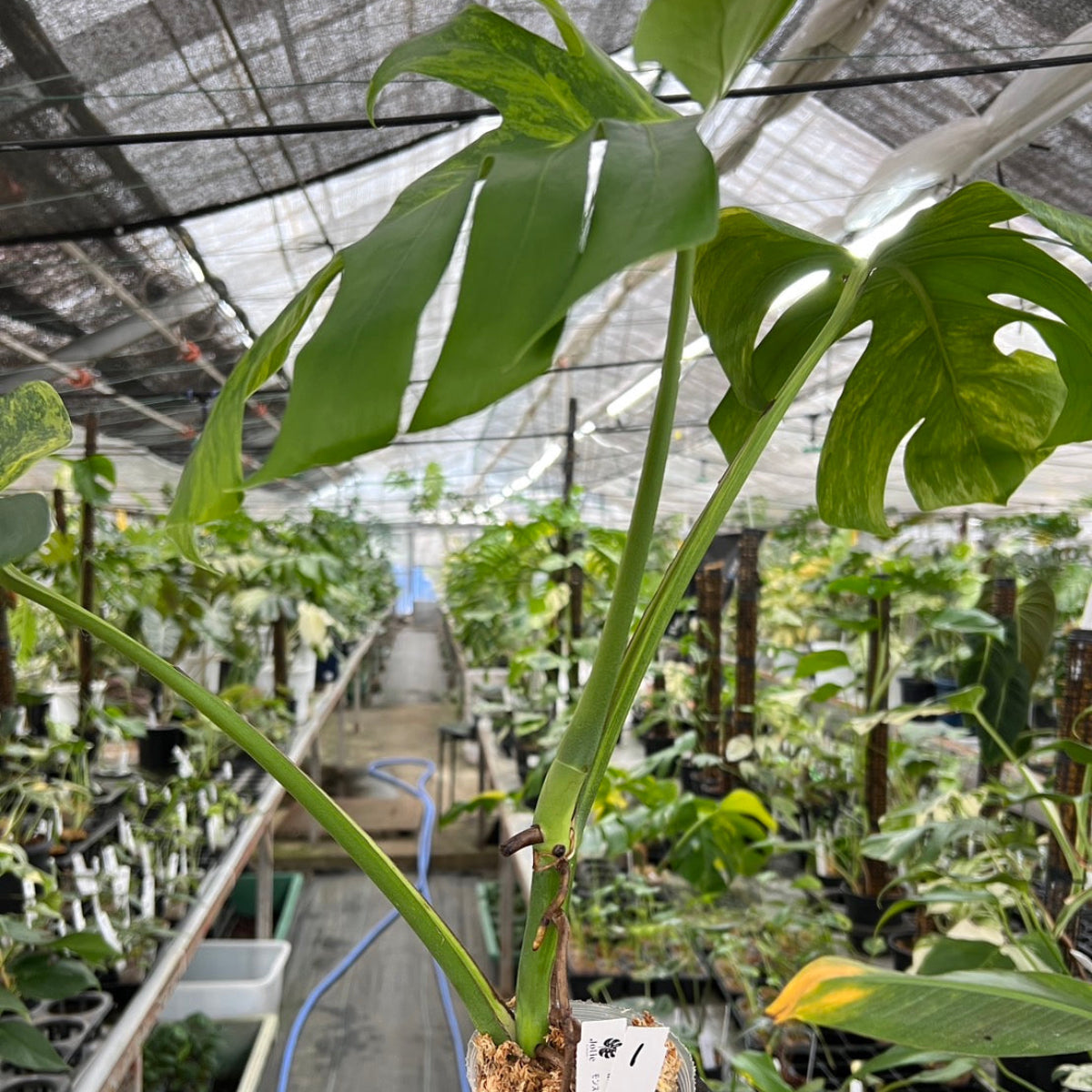 選抜】モンステラ・デリシオーサ var. ボルシギア 'オーレア