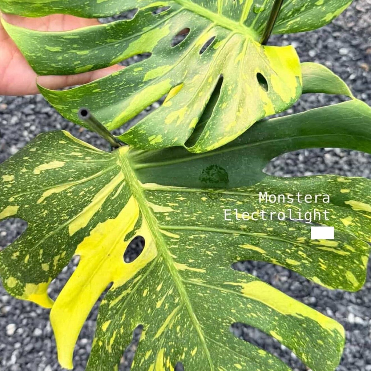 【Live販売】 14番 モンステラ・デリシオーサ 'エレクトロライト'