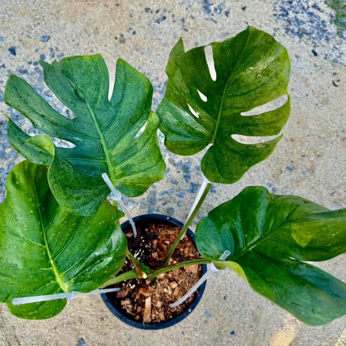 Live販売】 67番 モンステラ・デリシオーサ 'スパークルミント' – RARE