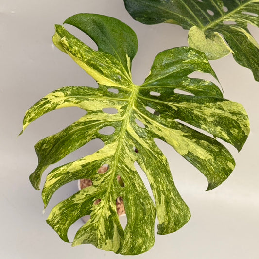 【タイナーセリー直売】モンステラ・デリシオーサ 'オーシャンミント'【送料着払い】【107】