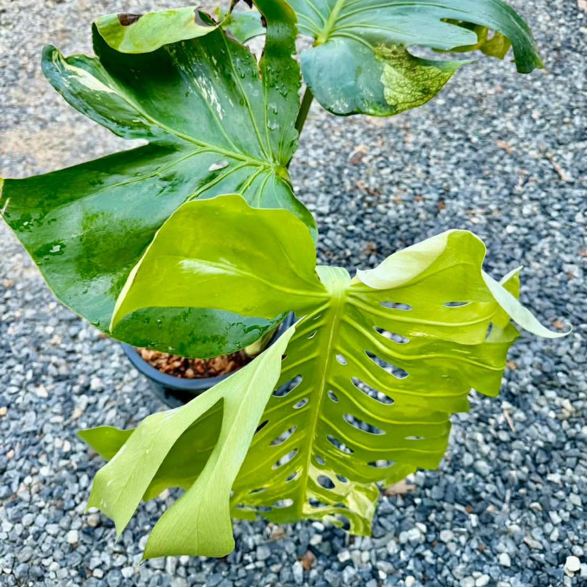 【Live販売】 28番 モンステラ・デリシオーサ seed『001』