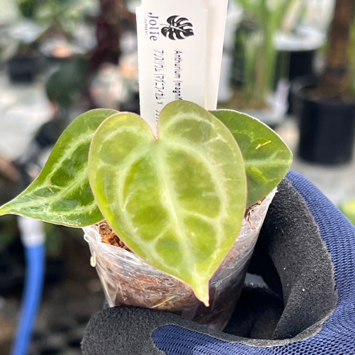 【選択可能】【選抜】アンスリウム Anthurium (magnificum × ‘Black Velvet’) × crystallinum × ‘Michelle’ F3