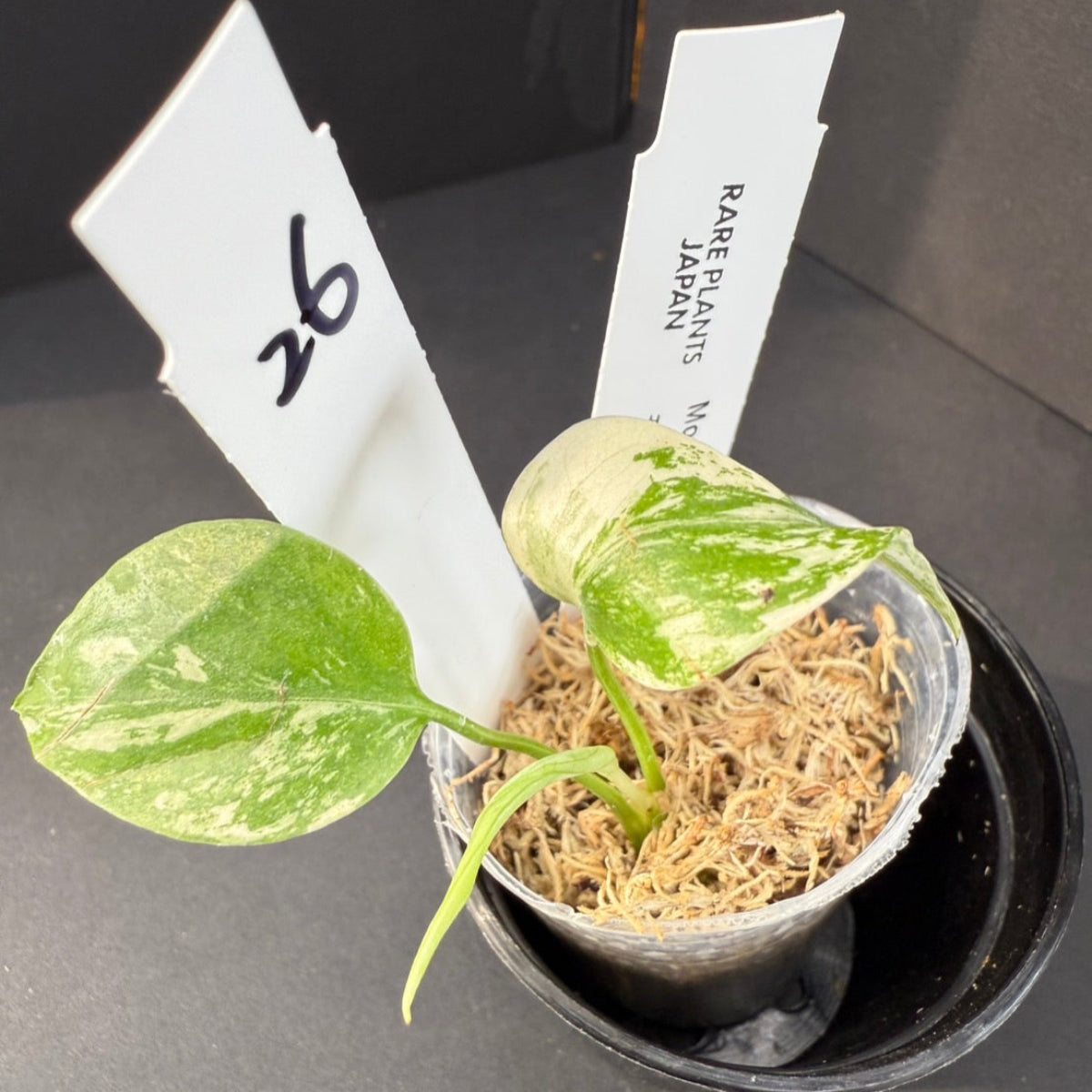【選択可能】モンステラ デリシオーサ 'ミント 斑入り' 順化済み 2号