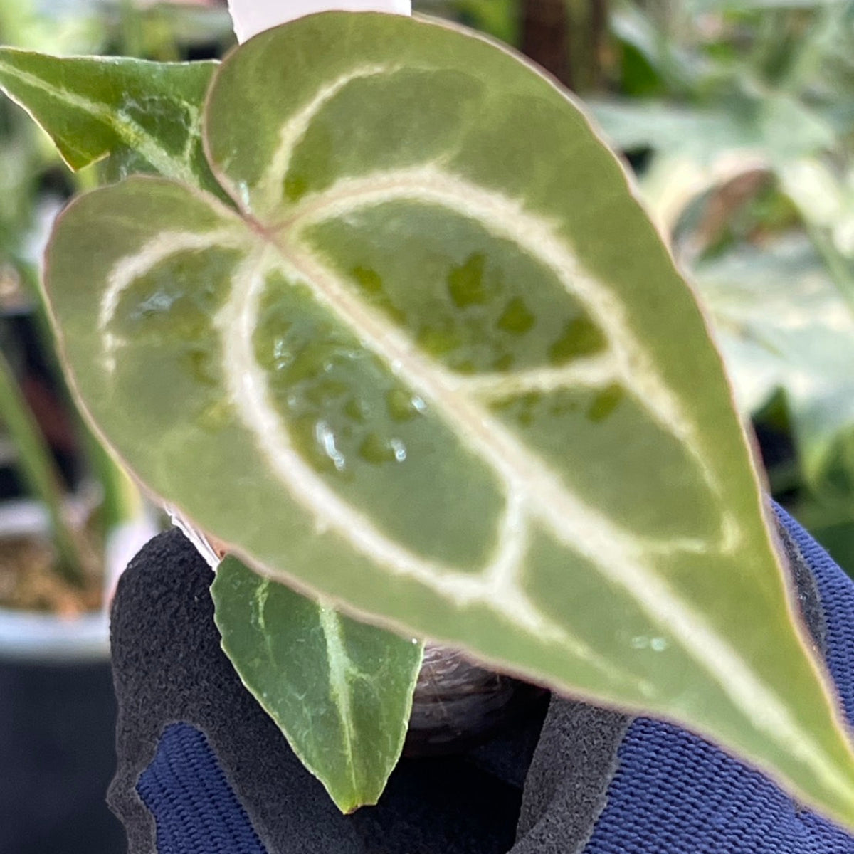 【選択可能】【選抜】アンスリウム Anthurium ‘Crystal Indo’ × ‘Red Crystal Tezula’