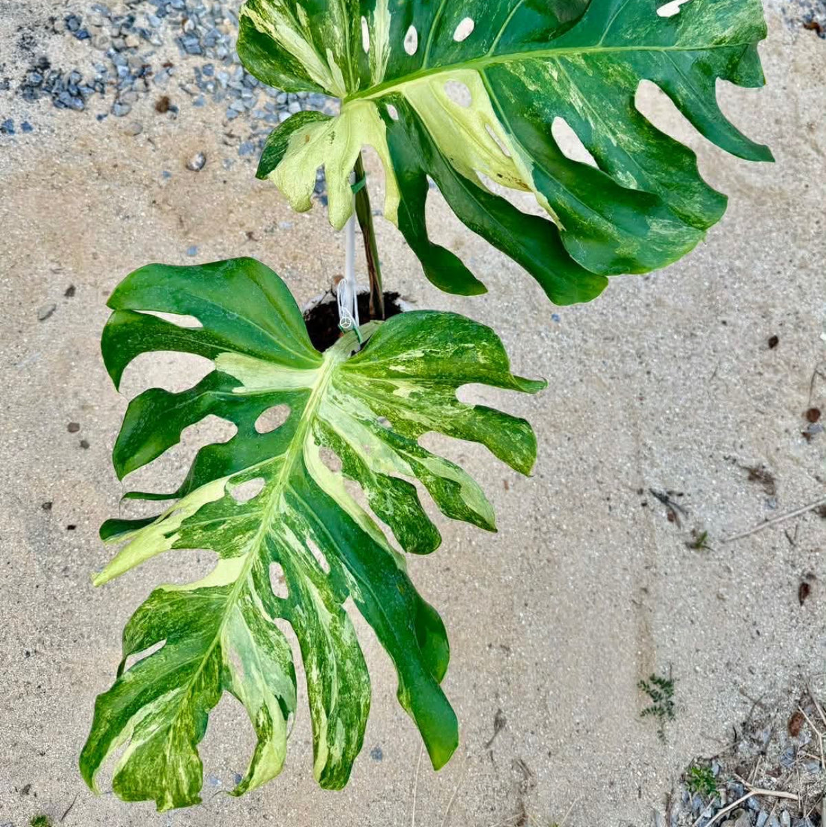 【Live販売】 47番 モンステラ・デリシオーサ 'オーシャンミント' 003