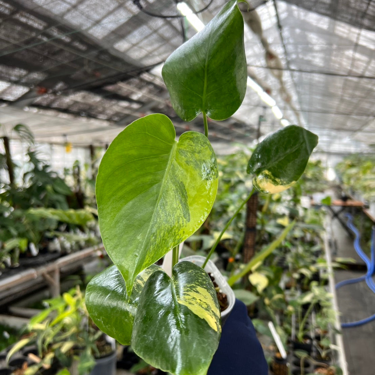 【選抜株/3号サイズ】モンステラ・デリシオーサ 'イエローマリリン' 親株候補