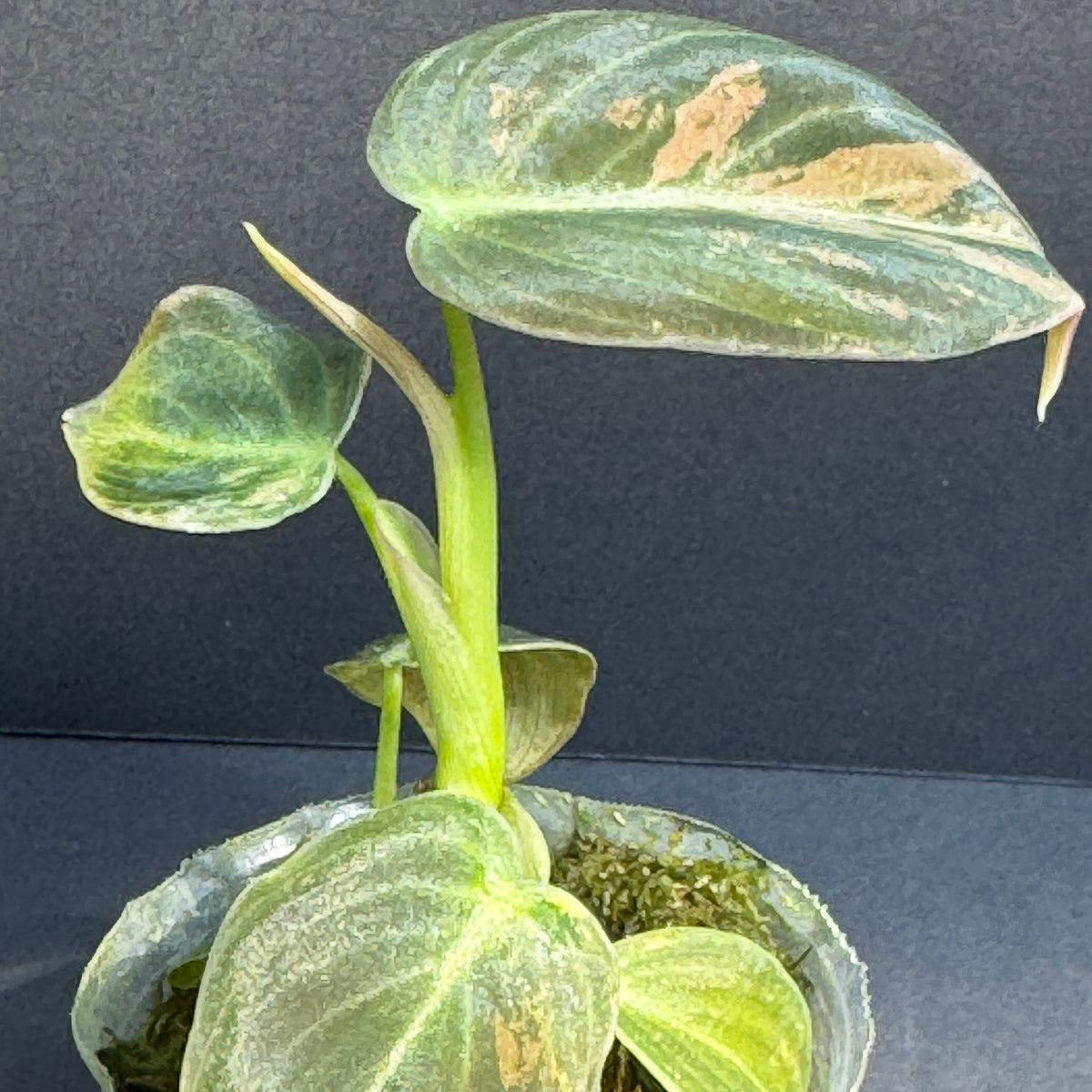 フィロデンドロン・メラノクリサム  斑入り 2号サイズ