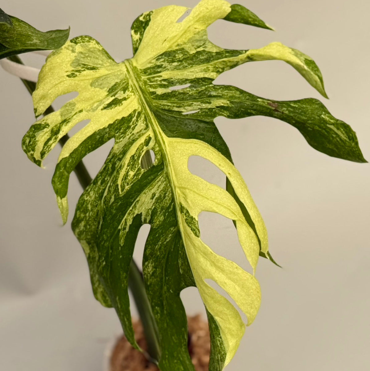 【タイナーセリー直売】 024番 モンステラ・デリシオーサ 'オーシャン ミューテーション'【送料着払い】