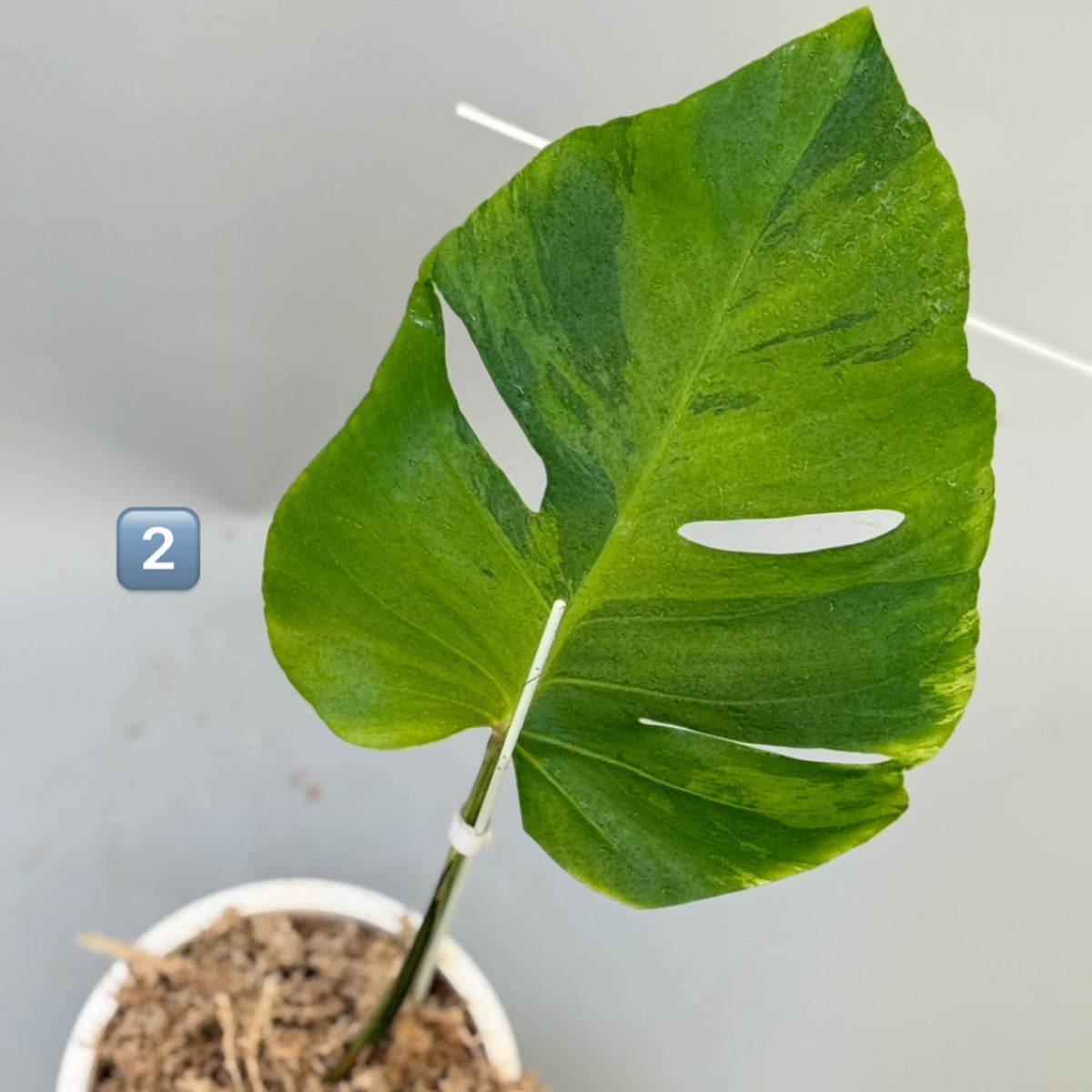 【タイナーセリー直売】 015番 モンステラ・デリシオーサ 'ライトライム' 002【送料着払い】