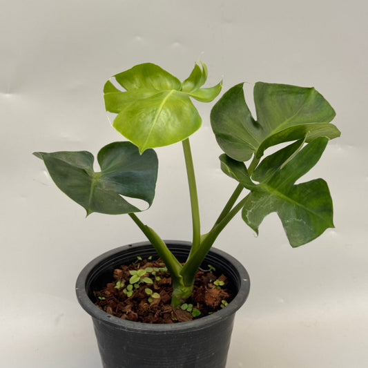 【タイナーセリー直売】モンステラ デリシオーサ 'フロムシード コンパクト'【送料着払い】【151】