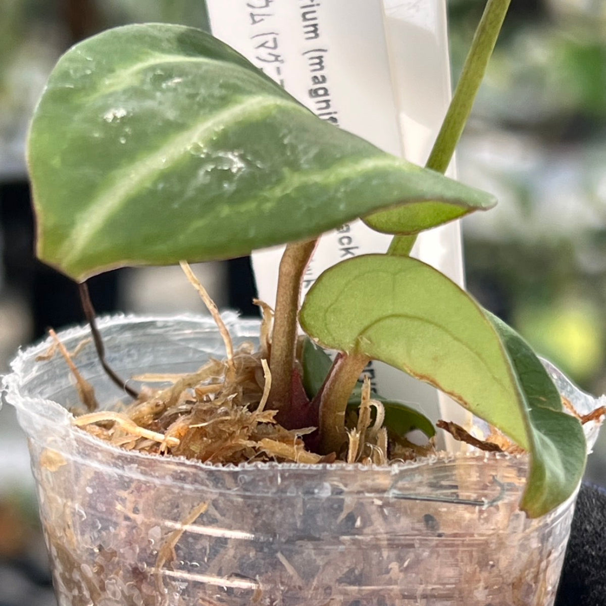 【選択可能】【選抜】アンスリウム Anthurium (magnificum × ‘Black Velvet’) × crystallinum × ‘Michelle’ F3