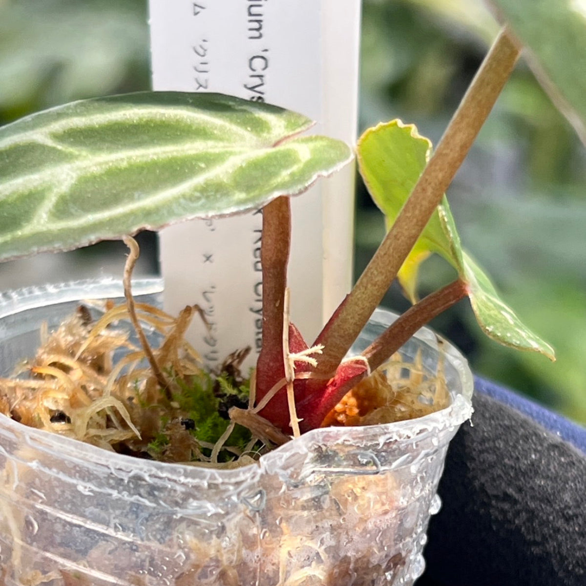 【選択可能】【選抜】アンスリウム Anthurium ‘Crystal Indo’ × ‘Red Crystal Tezula’