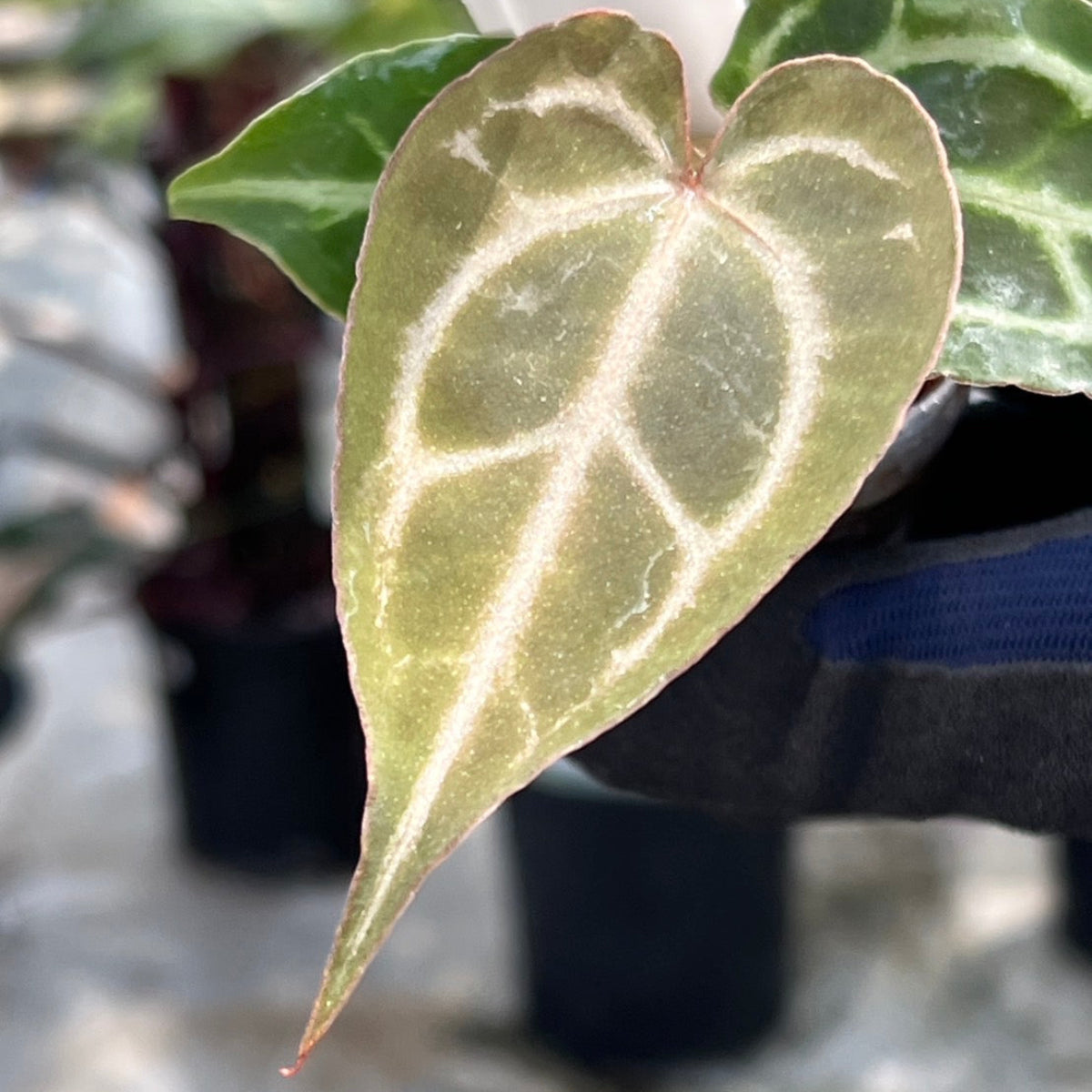 【選択可能】【選抜】アンスリウム Anthurium ‘Crystal Indo’ × ‘Red Crystal Tezula’