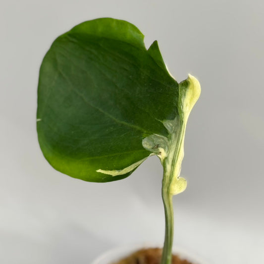 【タイナーセリー直売】モンステラ・デリシオーサ 'マスターピース MC Usa mutation lava'【送料着払い】【124】