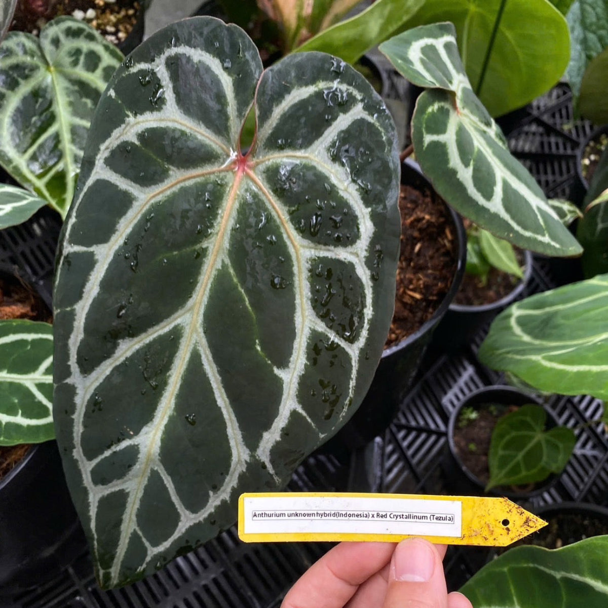 アンスリウム Anthurium ‘Crystal Indo’ × ‘Red Crystal Tezula’