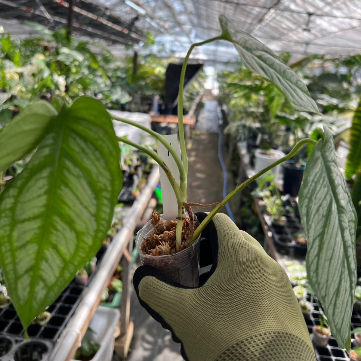 モンステラ シルテペカナ 2号 – RARE PLANTS JAPAN (レアプランツジャパン)