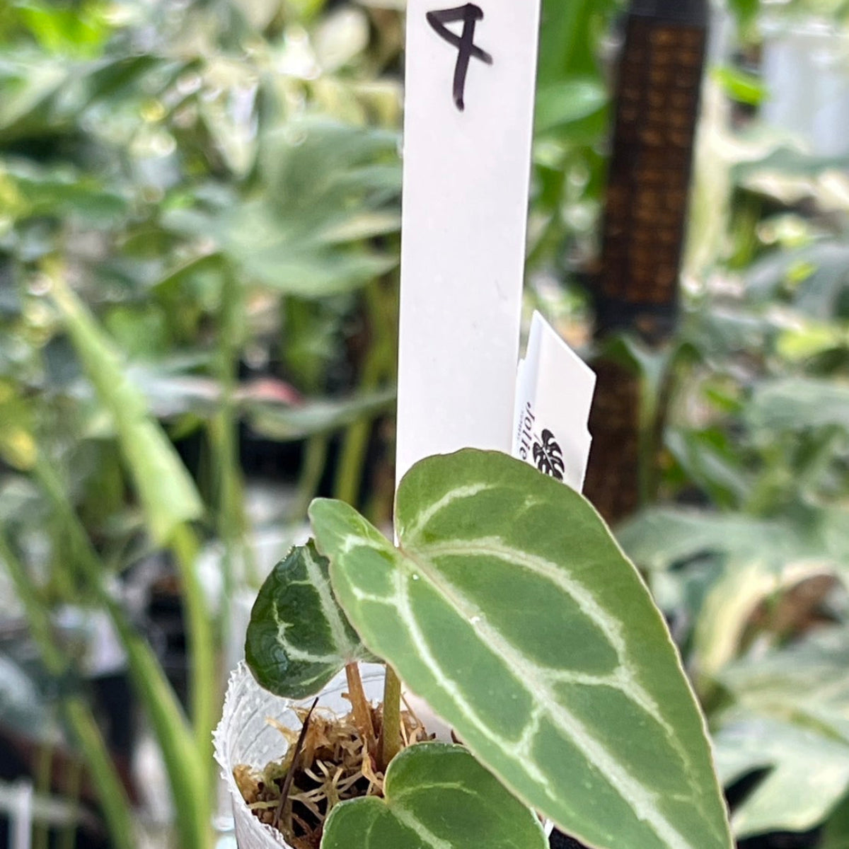【選択可能】【選抜】アンスリウム Anthurium ‘Crystal Indo’ × ‘Red Crystal Tezula’