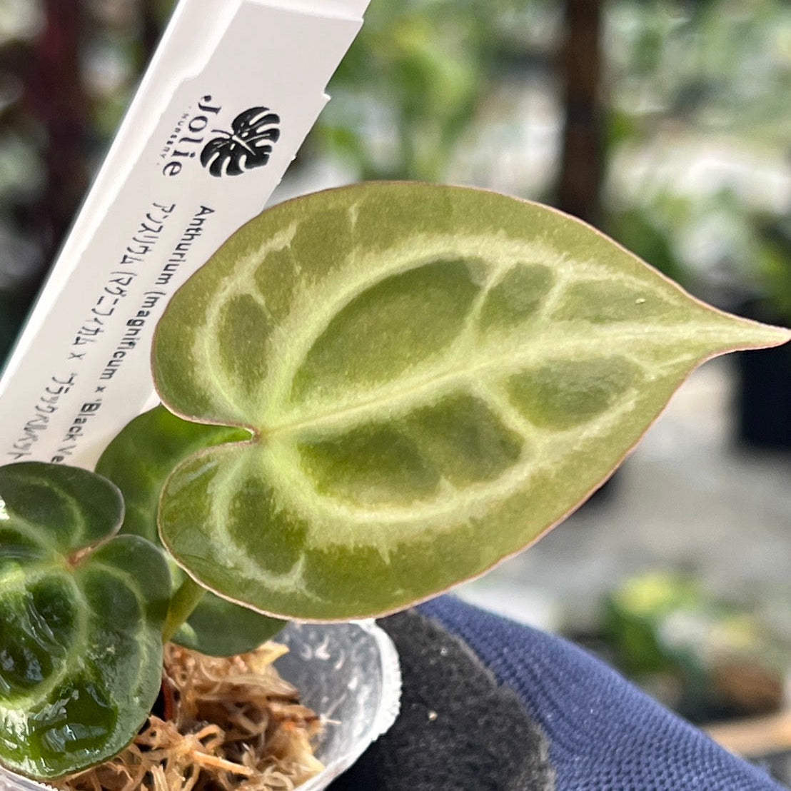 【選択可能】【選抜】アンスリウム Anthurium (magnificum × ‘Black Velvet’) × crystallinum × ‘Michelle’ F3