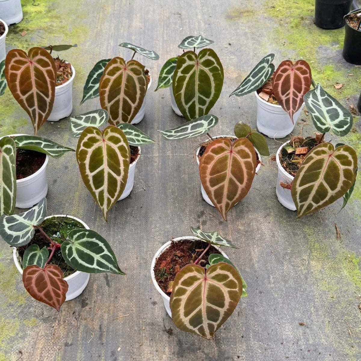 アンスリウム Anthurium ‘Crystal Indo’ × ‘Red Crystal Tezula’