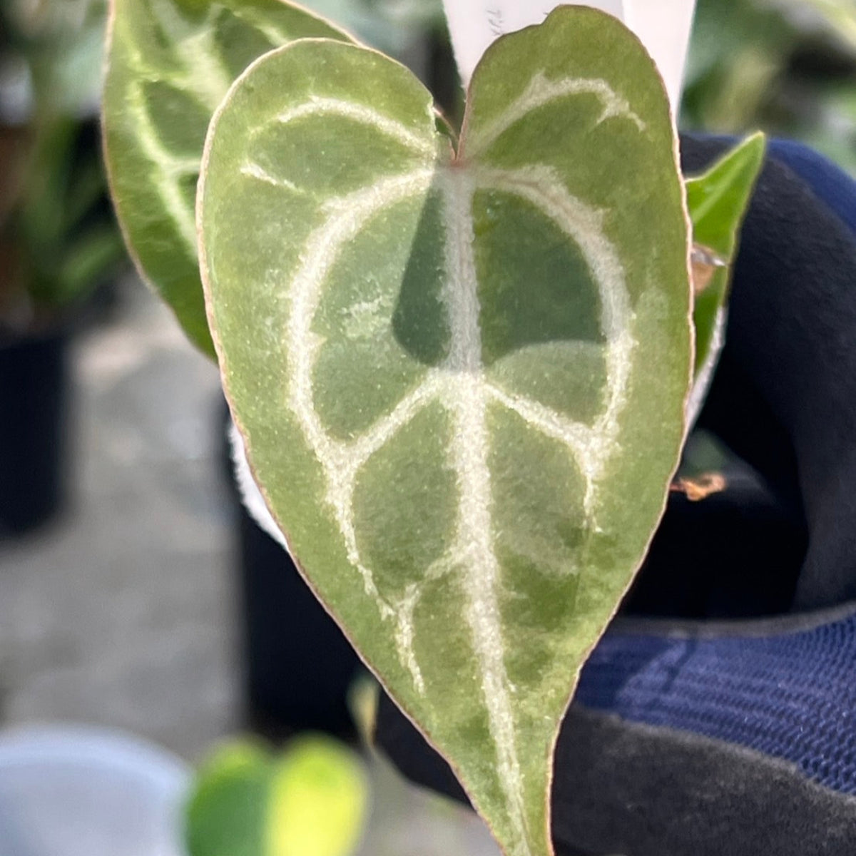 【選択可能】【選抜】アンスリウム Anthurium ‘Crystal Indo’ × ‘Red Crystal Tezula’