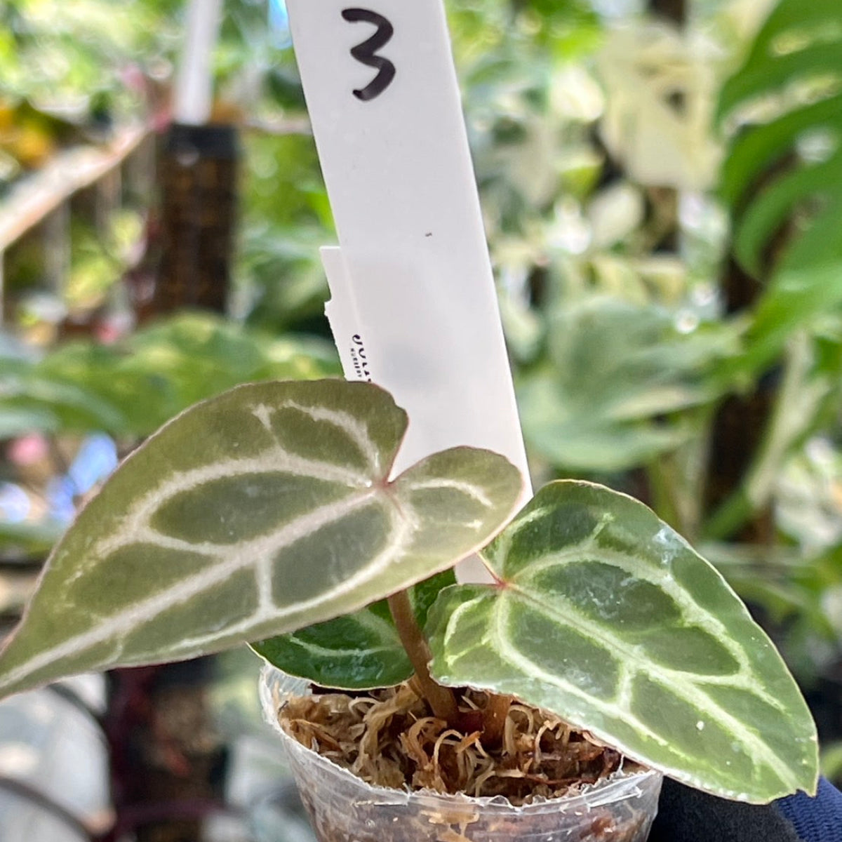 【選択可能】【選抜】アンスリウム Anthurium ‘Crystal Indo’ × ‘Red Crystal Tezula’