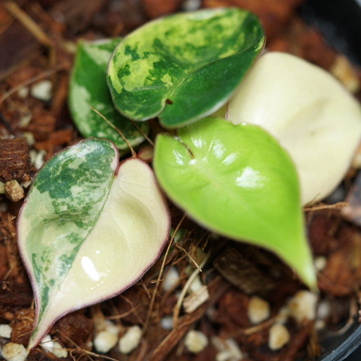 フィロデンドロン・ビレッティア 斑入り 3号サイズ TC株 順化済み