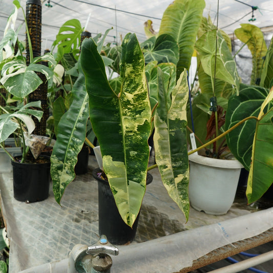 フィロデンドロン・ビレッティア 斑入り 3.5号サイズ