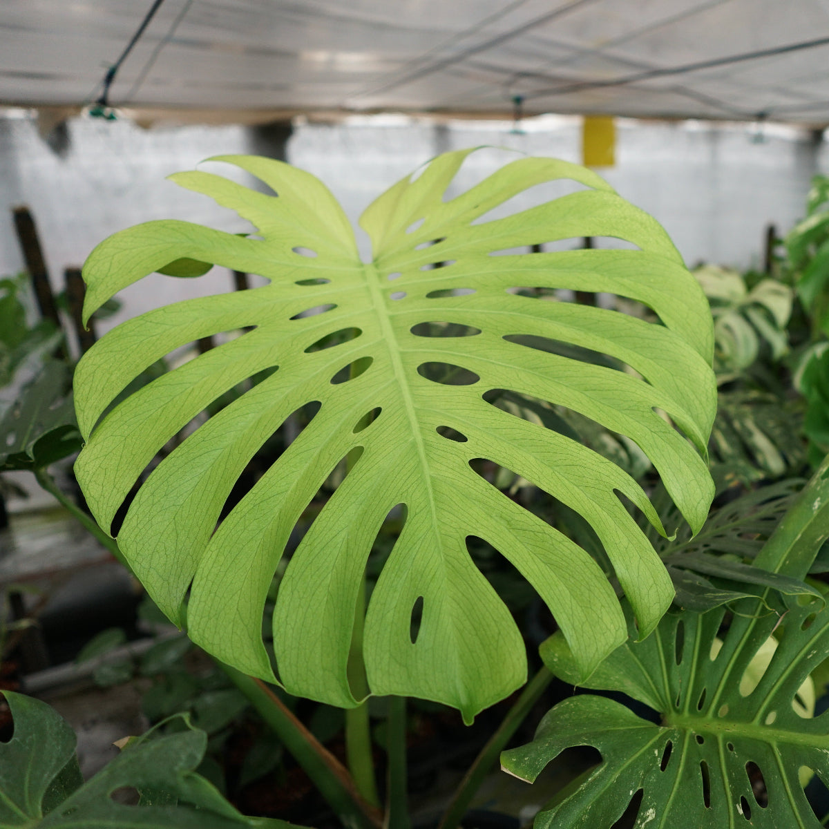 モンステラ デリシオーサ 'ホワイトモンスター' 2号