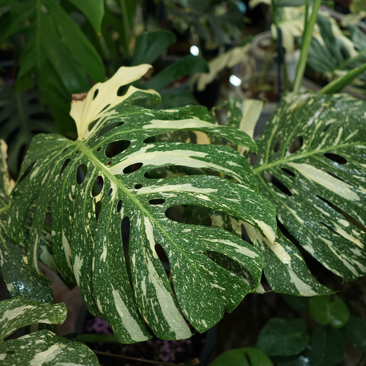 モンステラ・デリシオーサ 'タイコンステレーション' ハイクオリティver 組織培養(TC)株 ビトロ苗瓶入り