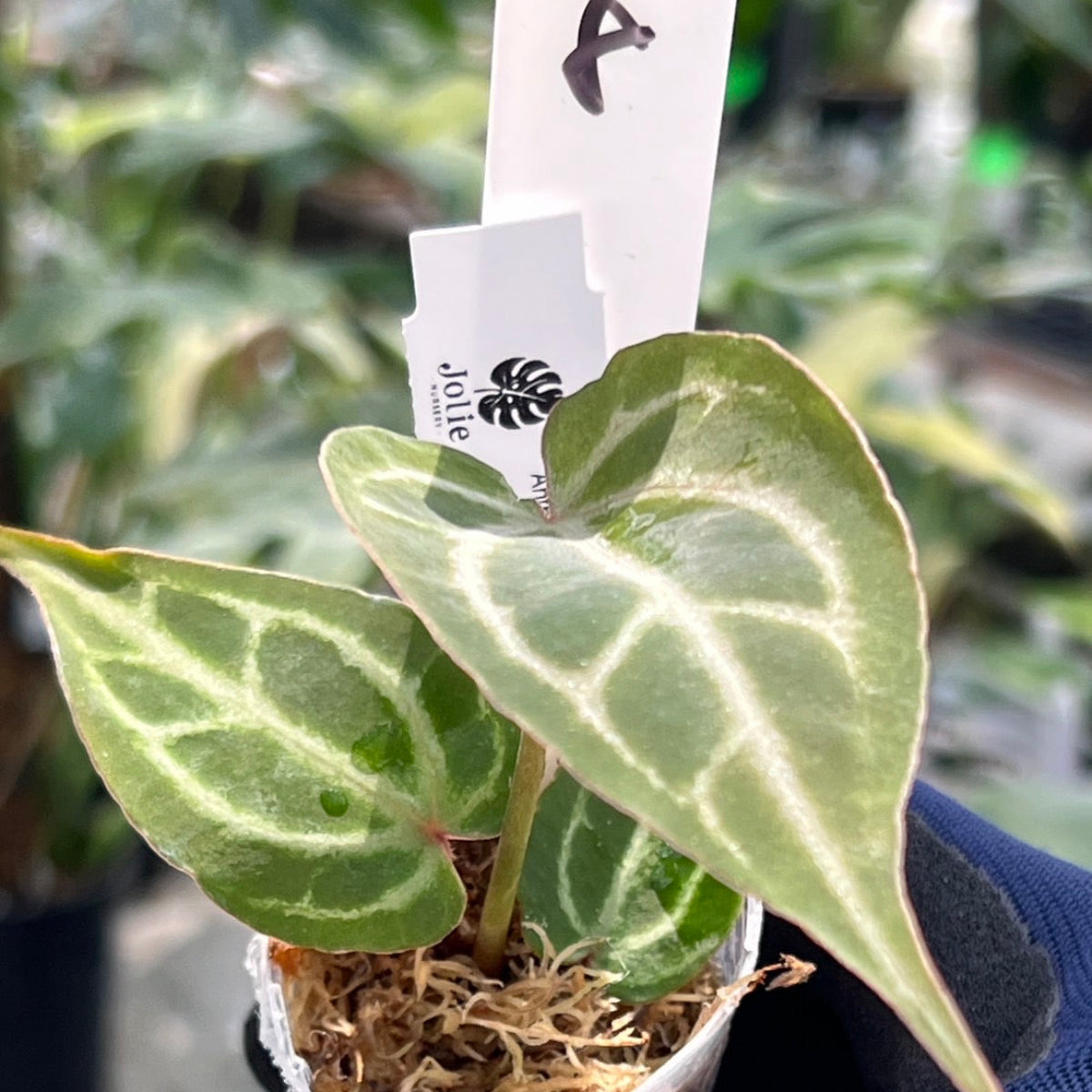 【選択可能】【選抜】アンスリウム Anthurium ‘Crystal Indo’ × ‘Red Crystal Tezula’