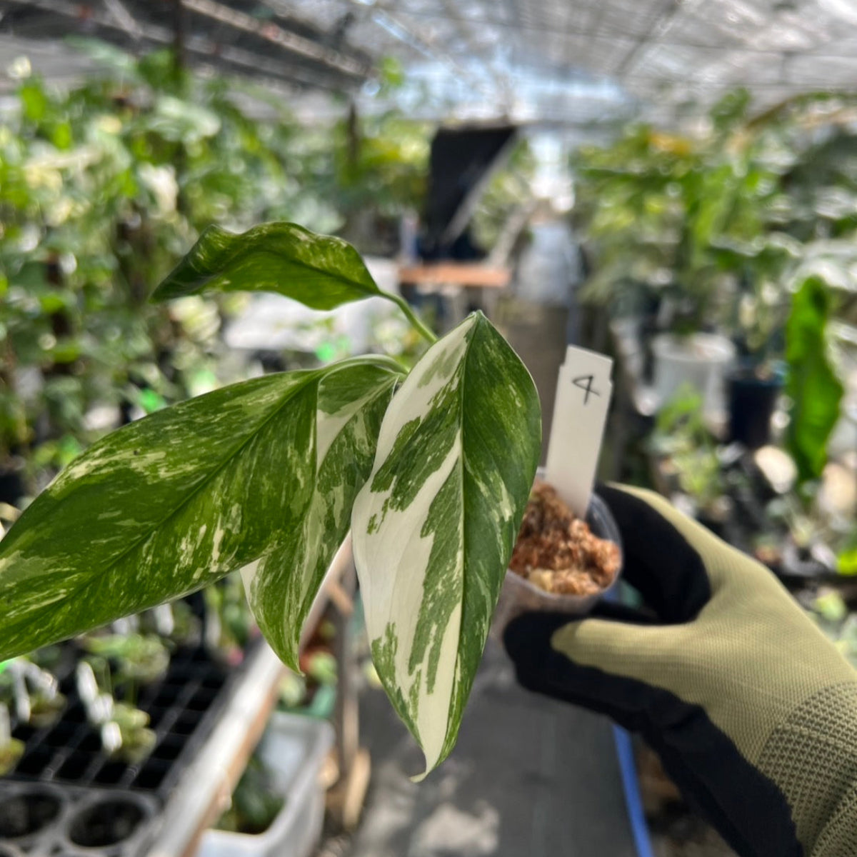 モンステラ・レクレリアナ バリエガータ 斑入り 2号
