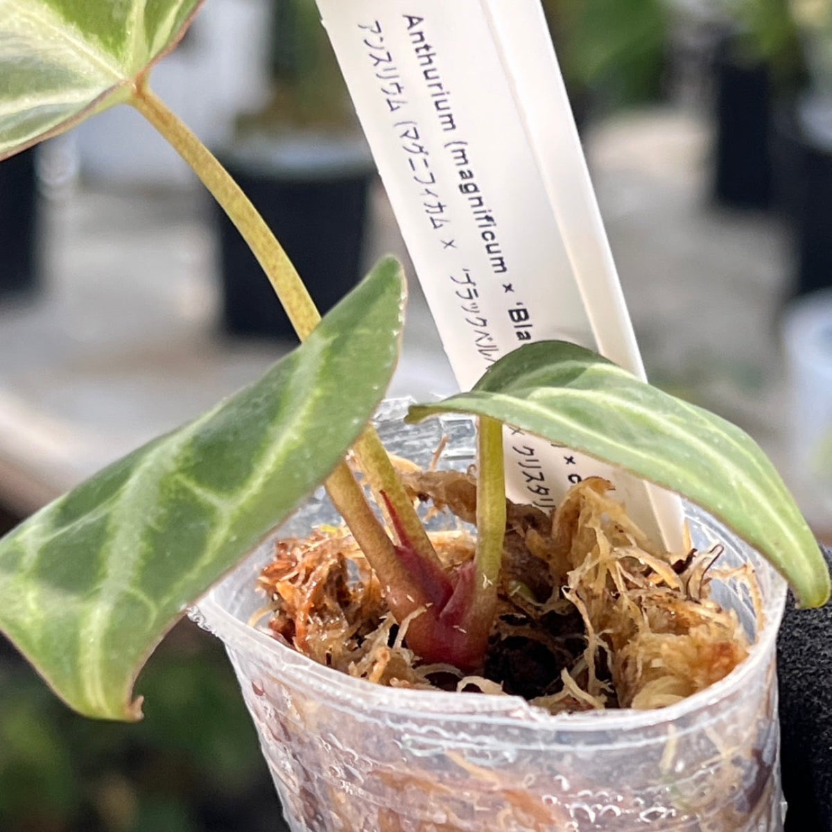 【選択可能】【選抜】アンスリウム Anthurium (magnificum × ‘Black Velvet’) × crystallinum × ‘Michelle’ F3