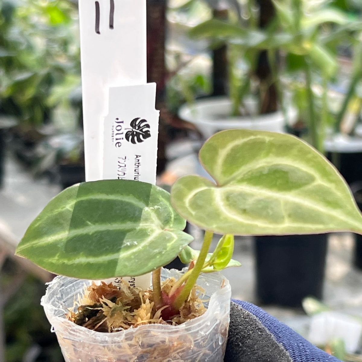 【選択可能】【選抜】アンスリウム Anthurium (magnificum × ‘Black Velvet’) × crystallinum × ‘Michelle’ F3