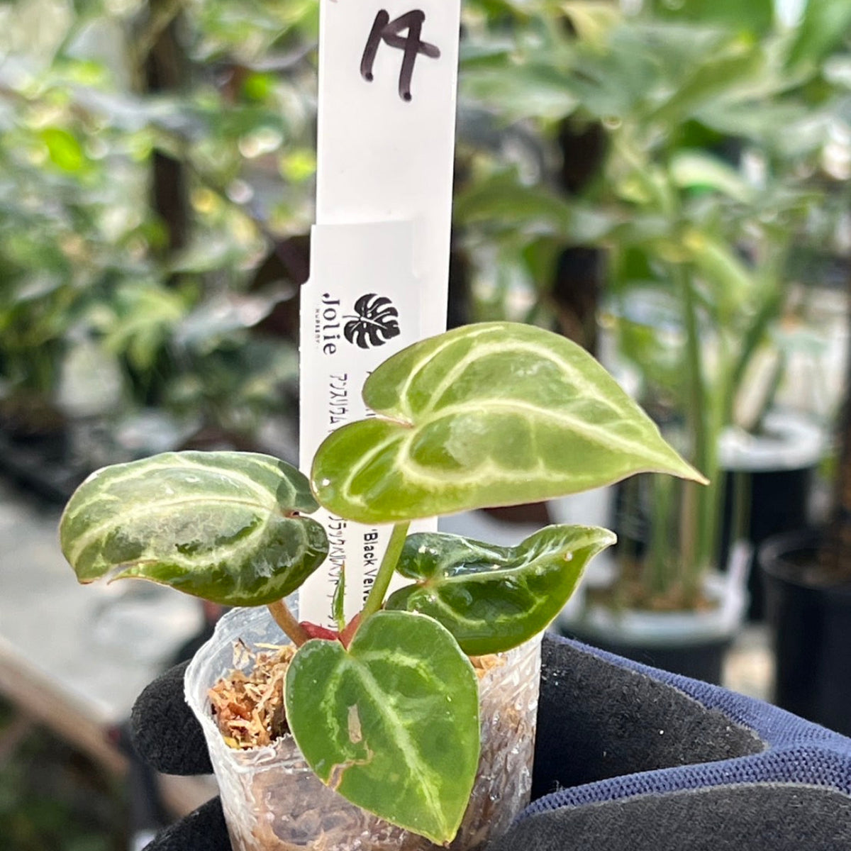 【選択可能】【選抜】アンスリウム Anthurium (magnificum × ‘Black Velvet’) × crystallinum × ‘Michelle’ F3