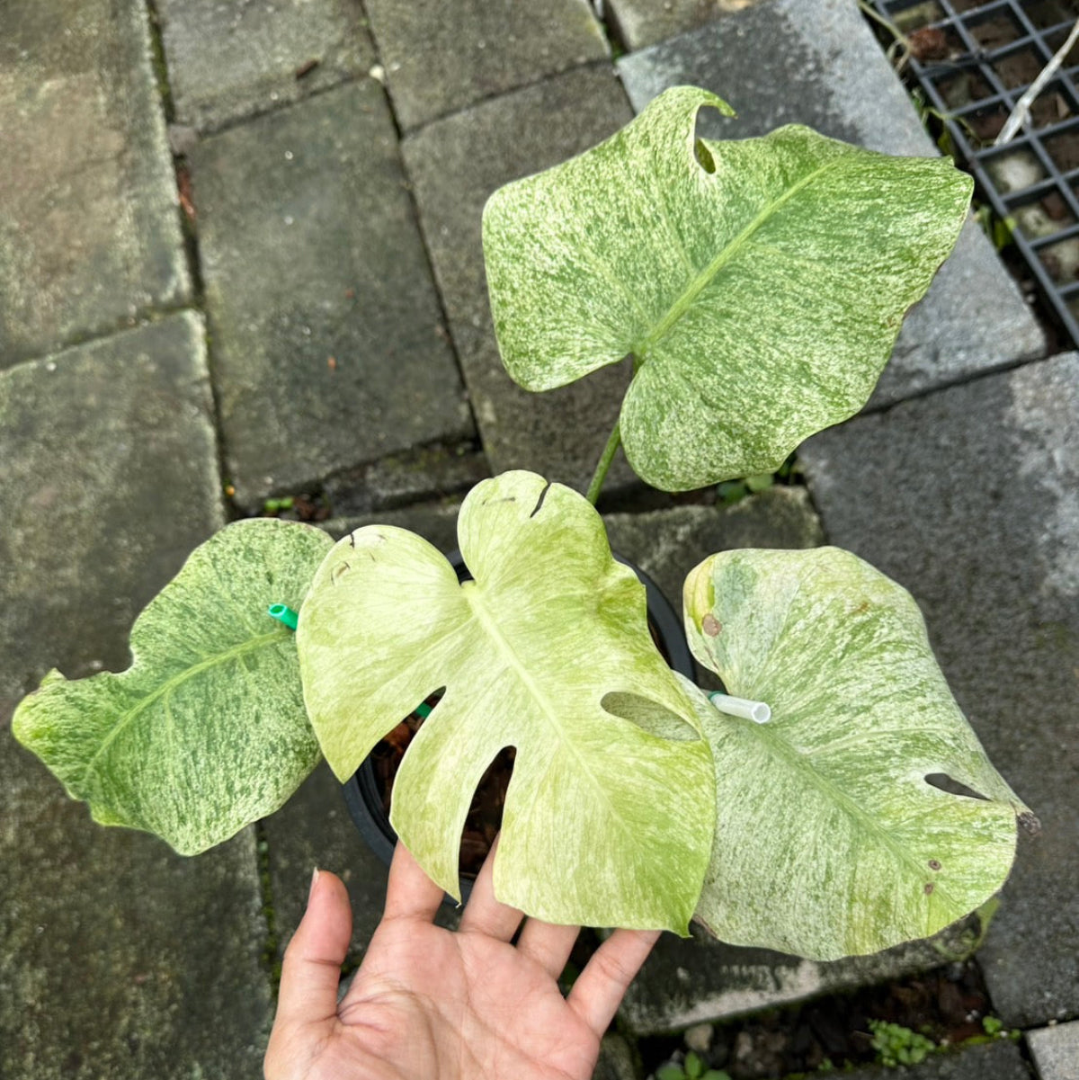 【Live販売】 74番 モンステラ・デリシオーサ 'フル ホワイトティア'