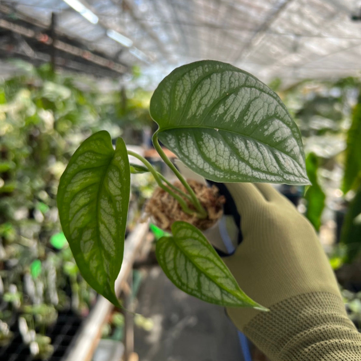 モンステラ シルテペカナ 2号