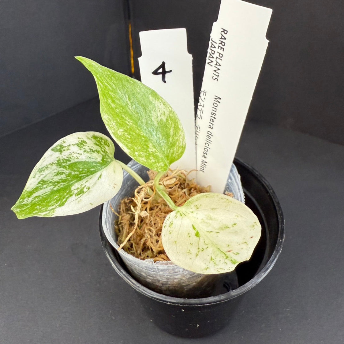【選択可能】モンステラ デリシオーサ 'ミント 斑入り' 順化済み 2号