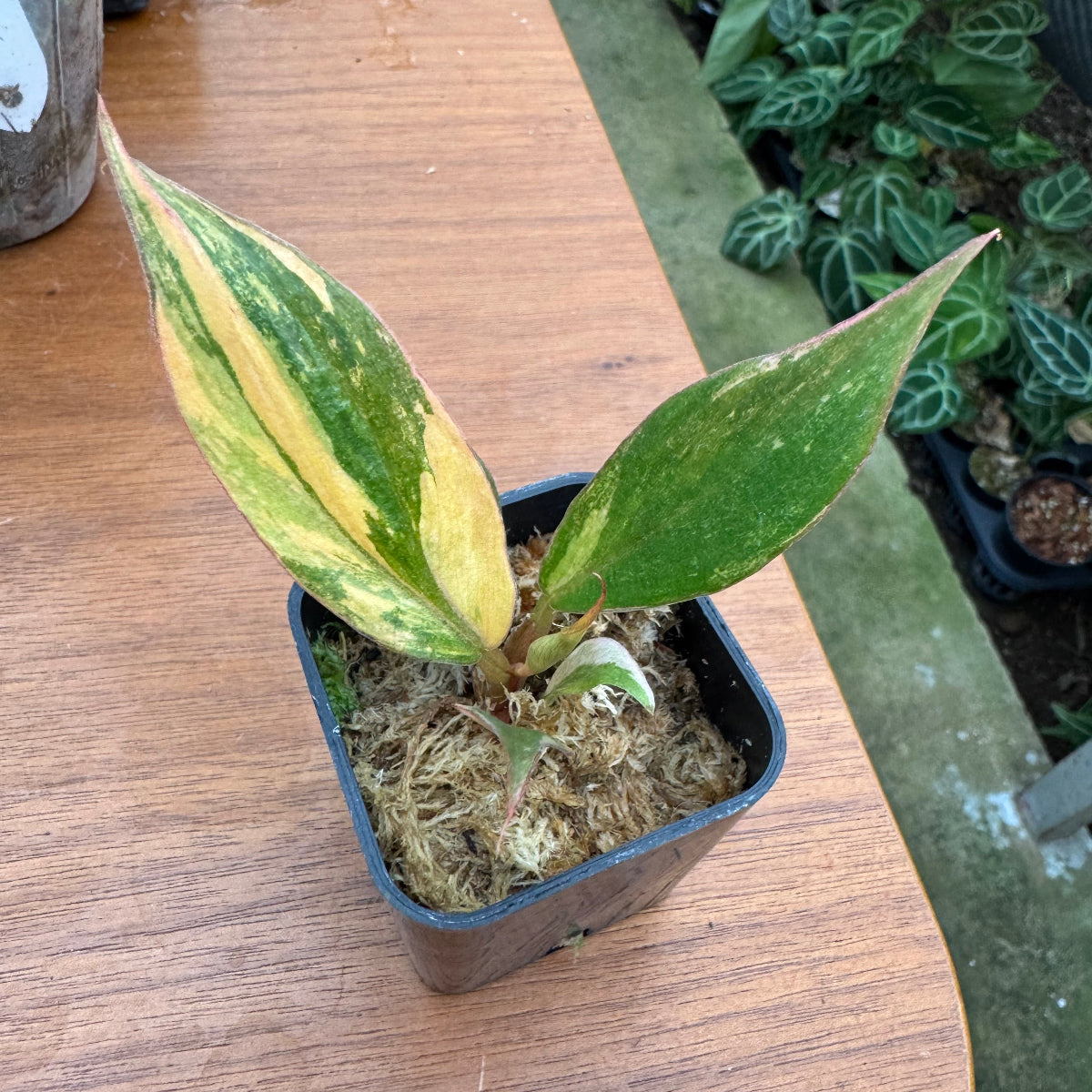 フィロデンドロン 'キャラメルマーブル' 選抜株【ファイアータイガー】