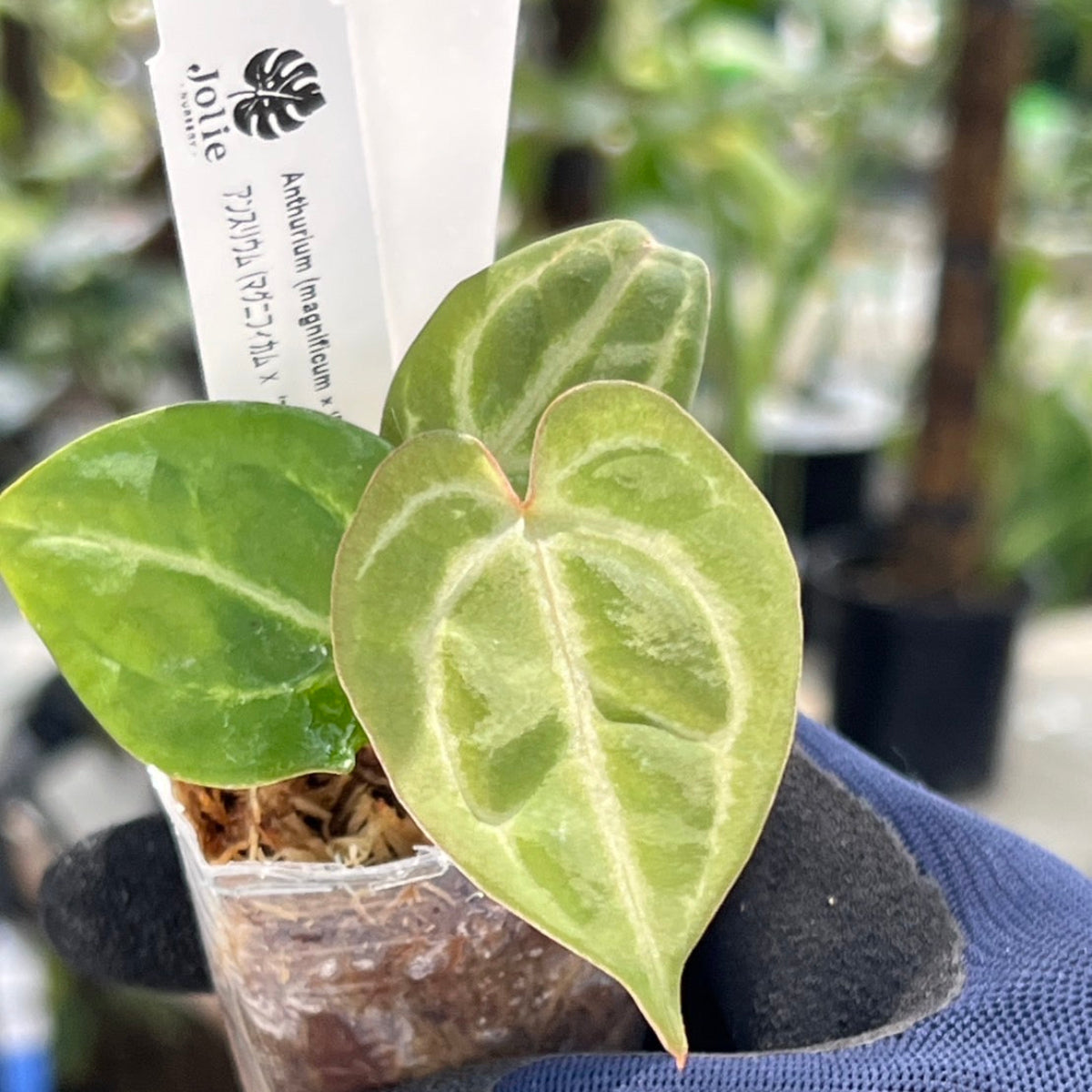 【選択可能】【選抜】アンスリウム Anthurium (magnificum × ‘Black Velvet’) × crystallinum × ‘Michelle’ F3