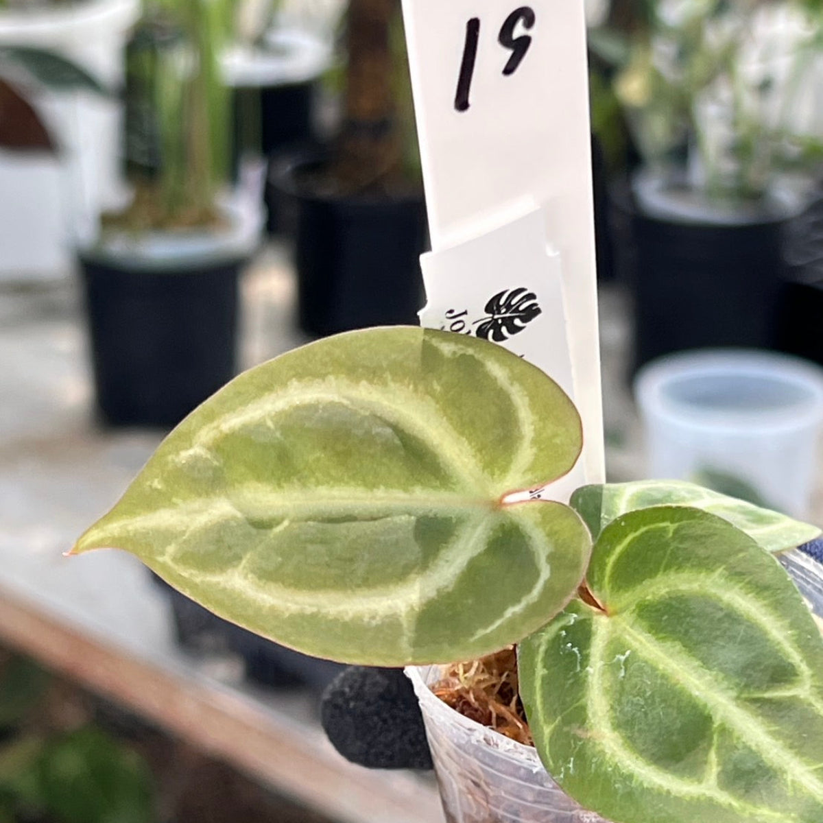 【選択可能】【選抜】アンスリウム Anthurium (magnificum × ‘Black Velvet’) × crystallinum × ‘Michelle’ F3