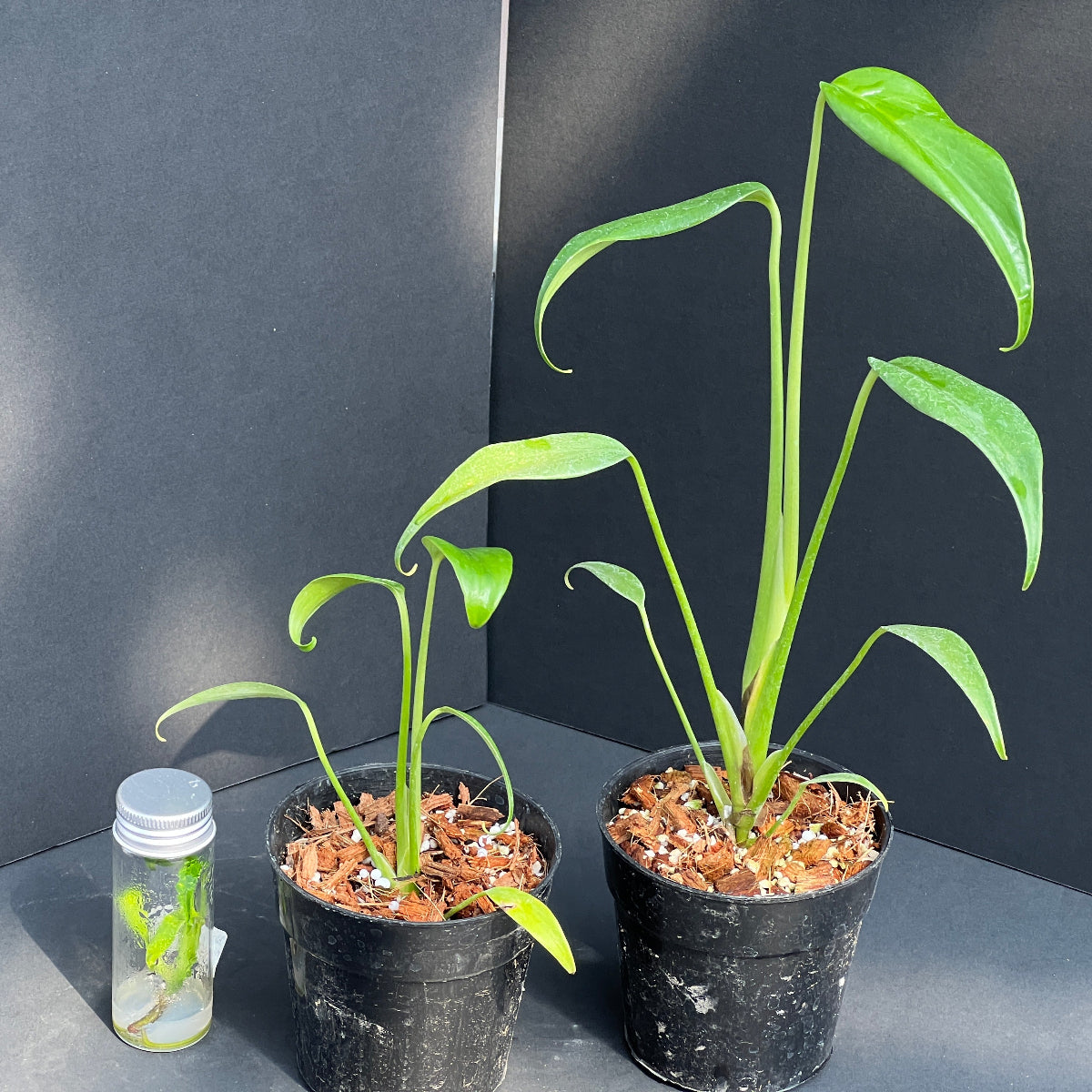 モンステラ・デリシオーサ 'バールマルクスフレイム' 組織培養(TC)株 ビトロ苗瓶入り