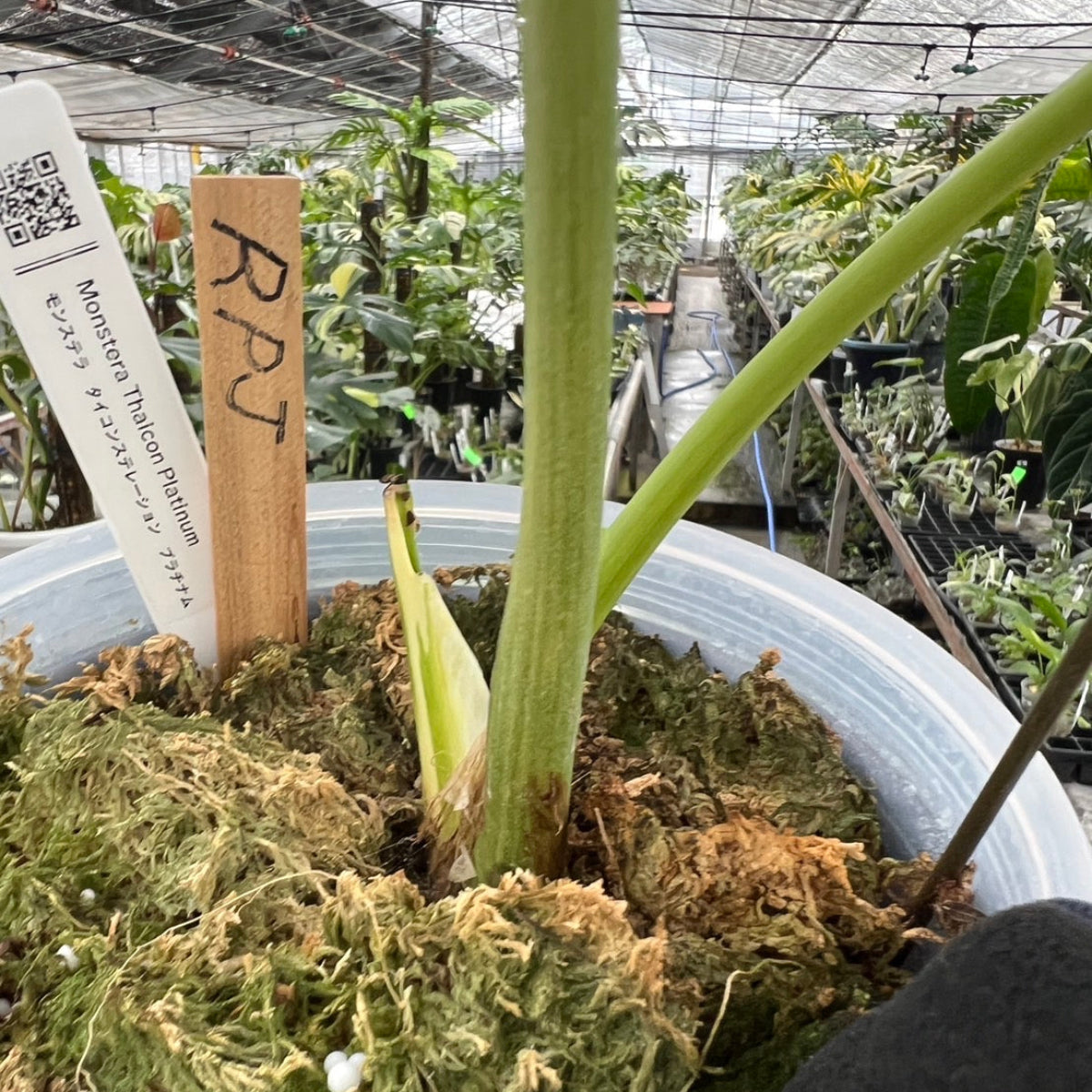 【セール】モンステラ デリシオーサ 'タイコンステレーション プラチナム'